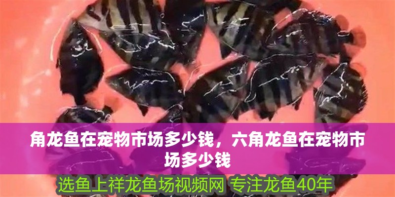 角龍魚在寵物市場多少錢，六角龍魚在寵物市場多少錢