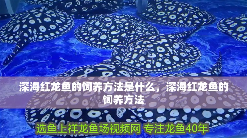 深海紅龍魚的飼養(yǎng)方法是什么，深海紅龍魚的飼養(yǎng)方法