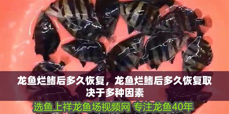龍魚爛鰭后多久恢復，龍魚爛鰭后多久恢復取決于多種因素