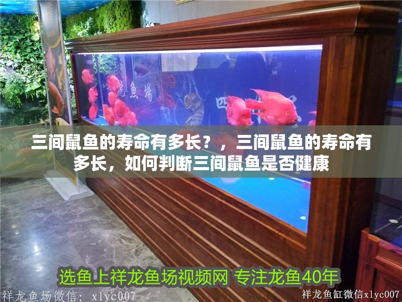三間鼠魚的壽命有多長？，三間鼠魚的壽命有多長，如何判斷三間鼠魚是否健康