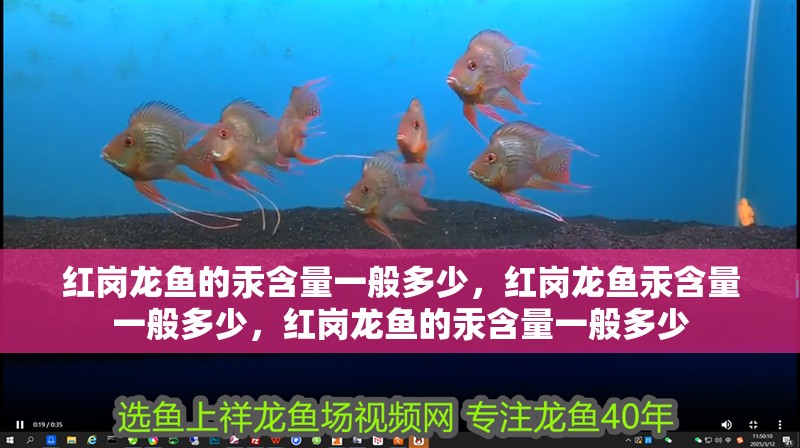 紅崗龍魚的汞含量一般多少，紅崗龍魚汞含量一般多少，紅崗龍魚的汞含量一般多少