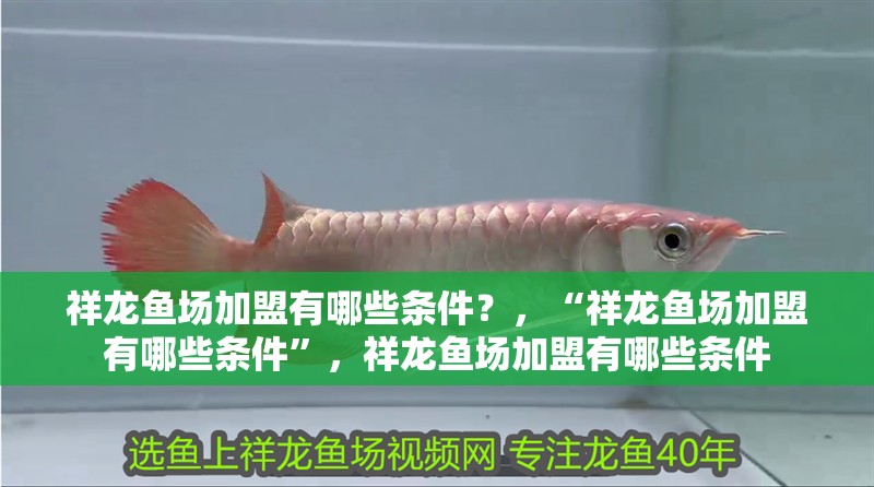 祥龍魚場加盟有哪些條件？，“祥龍魚場加盟有哪些條件”，祥龍魚場加盟有哪些條件