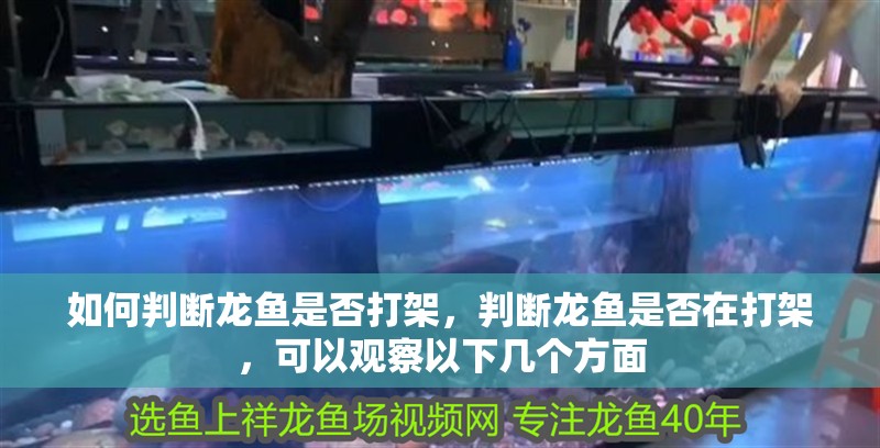 如何判斷龍魚是否打架，判斷龍魚是否在打架，可以觀察以下幾個方面