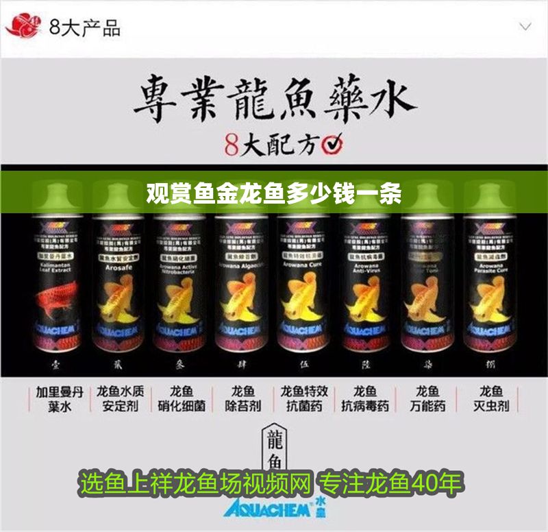 觀賞魚金龍魚多少錢一條