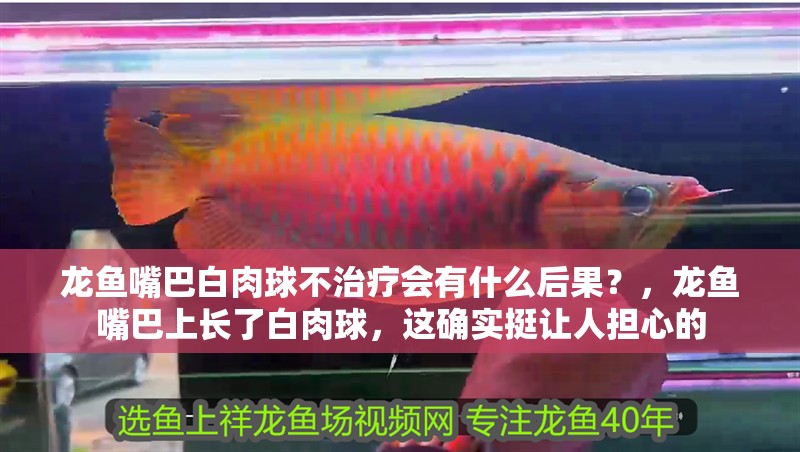 龍魚嘴巴白肉球不治療會有什么后果？，龍魚嘴巴上長了白肉球，這確實挺讓人擔心的