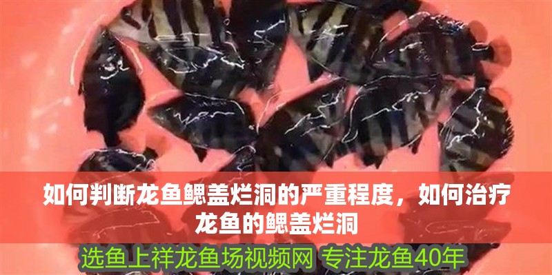 如何判斷龍魚鰓蓋爛洞的嚴重程度，如何治療龍魚的鰓蓋爛洞