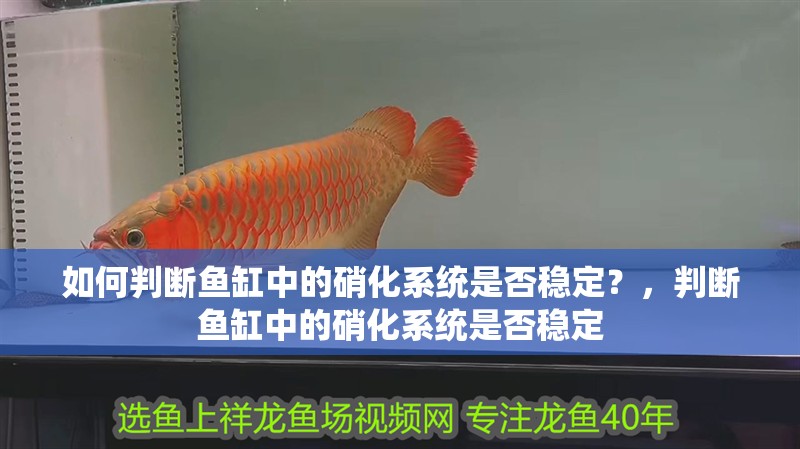 如何判斷魚缸中的硝化系統是否穩定？，判斷魚缸中的硝化系統是否穩定