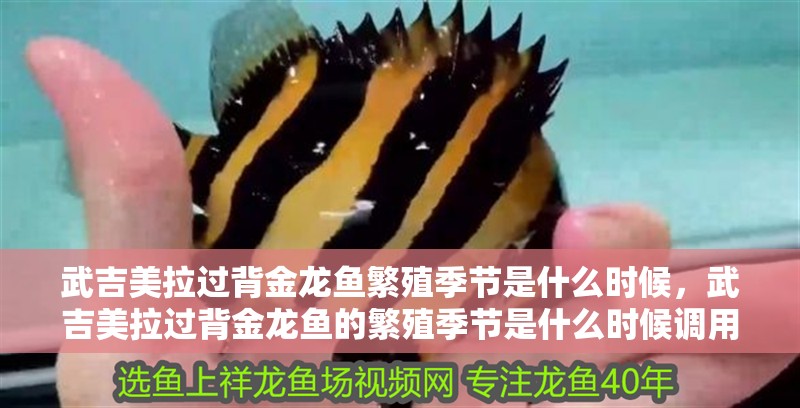 武吉美拉過背金龍魚繁殖季節是什么時候，武吉美拉過背金龍魚的繁殖季節是什么時候調用全球搜檢索13篇資料