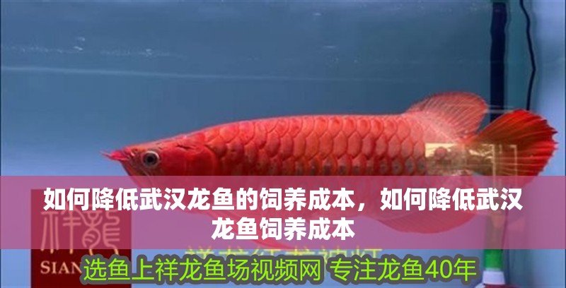 如何降低武漢龍魚的飼養成本，如何降低武漢龍魚飼養成本