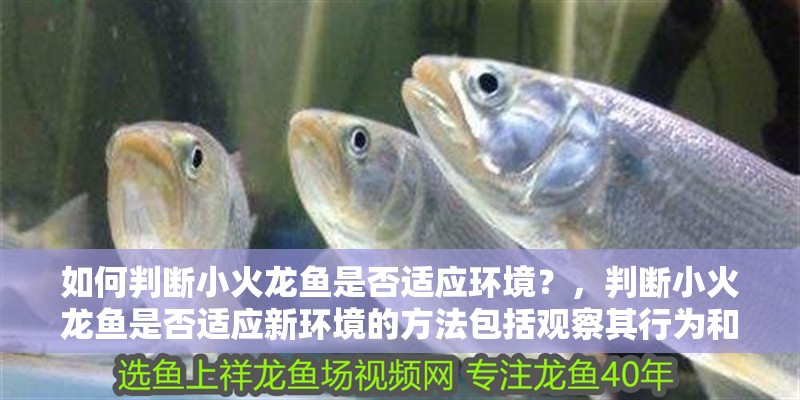 如何判斷小火龍魚是否適應環境？，判斷小火龍魚是否適應新環境的方法包括觀察其行為和生理反應