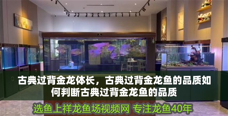 古典過背金龍體長，古典過背金龍魚的品質如何判斷古典過背金龍魚的品質