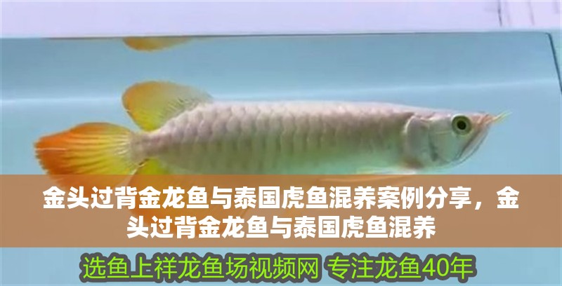 金頭過背金龍魚與泰國虎魚混養案例分享，金頭過背金龍魚與泰國虎魚混養