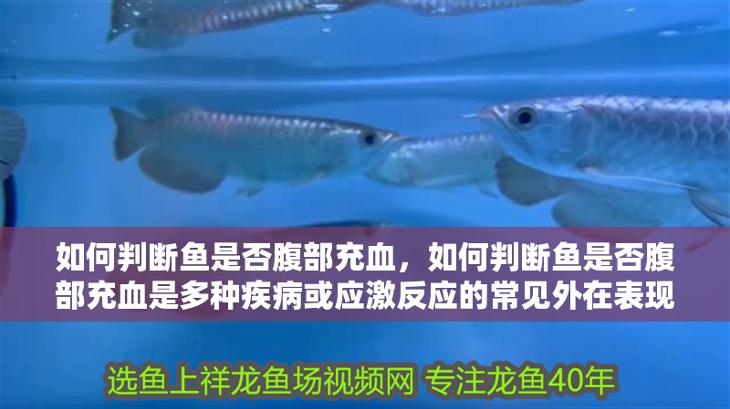如何判斷魚是否腹部充血，如何判斷魚是否腹部充血是多種疾病或應(yīng)激反應(yīng)的常見外在表現(xiàn)