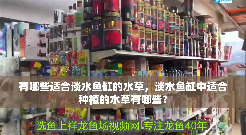 有哪些適合淡水魚缸的水草，淡水魚缸中適合種植的水草有哪些？