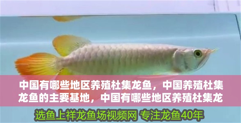 中國有哪些地區養殖杜集龍魚，中國養殖杜集龍魚的主要基地，中國有哪些地區養殖杜集龍魚