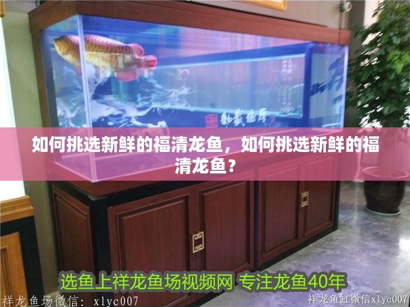 如何挑選新鮮的福清龍魚，如何挑選新鮮的福清龍魚？