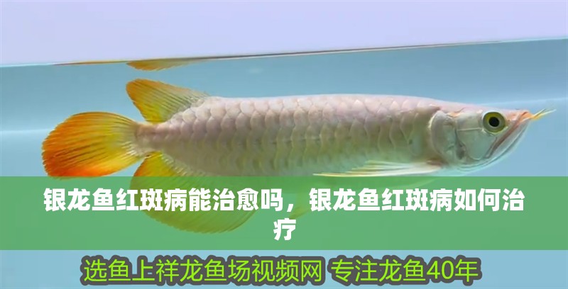 銀龍魚紅斑病能治愈嗎，銀龍魚紅斑病如何治療