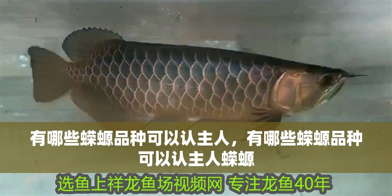 有哪些蠑螈品種可以認主人，有哪些蠑螈品種可以認主人蠑螈