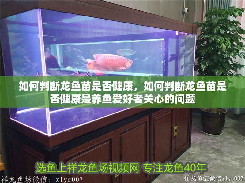 如何判斷龍魚苗是否健康，如何判斷龍魚苗是否健康是養魚愛好者關心的問題