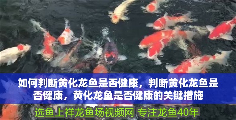 如何判斷黃化龍魚是否健康，判斷黃化龍魚是否健康，黃化龍魚是否健康的關鍵措施