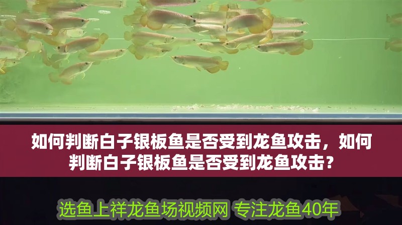 如何判斷白子銀板魚(yú)是否受到龍魚(yú)攻擊，如何判斷白子銀板魚(yú)是否受到龍魚(yú)攻擊？