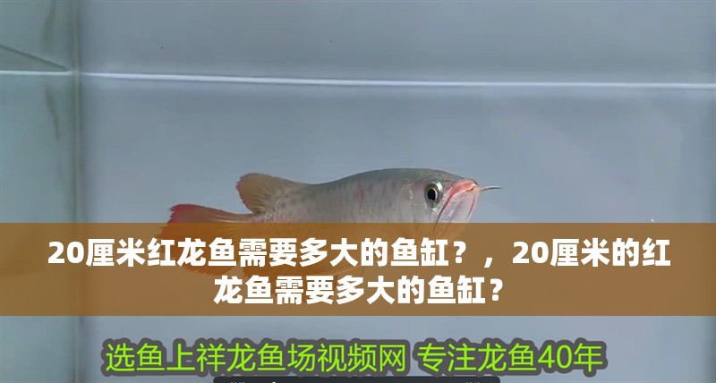 20厘米紅龍魚需要多大的魚缸？，20厘米的紅龍魚需要多大的魚缸？