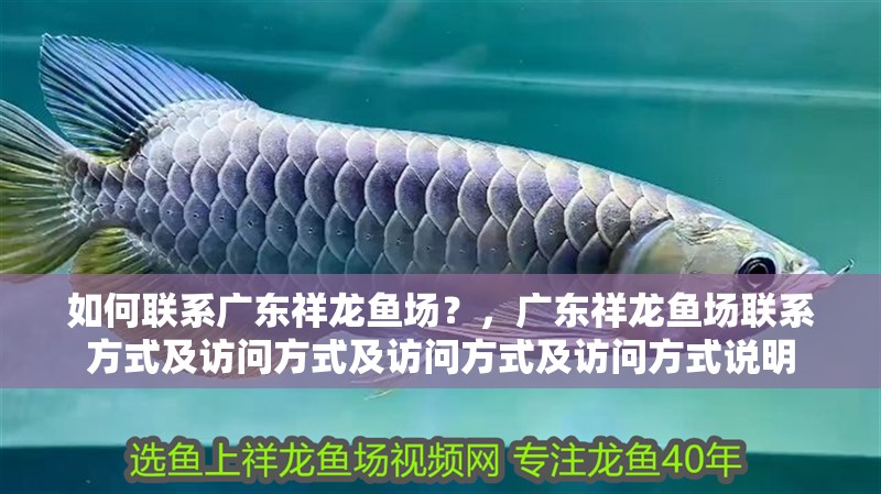 如何聯系廣東祥龍魚場？，廣東祥龍魚場聯系方式及訪問方式及訪問方式及訪問方式說明
