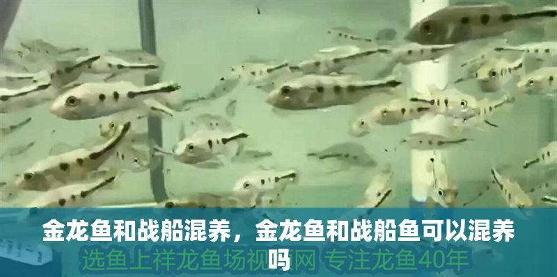 金龍魚和戰船混養，金龍魚和戰船魚可以混養嗎
