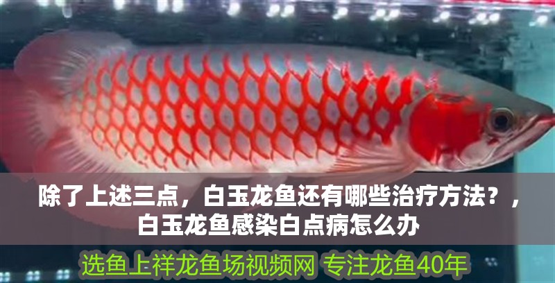 除了上述三點，白玉龍魚還有哪些治療方法？，白玉龍魚感染白點病怎么辦