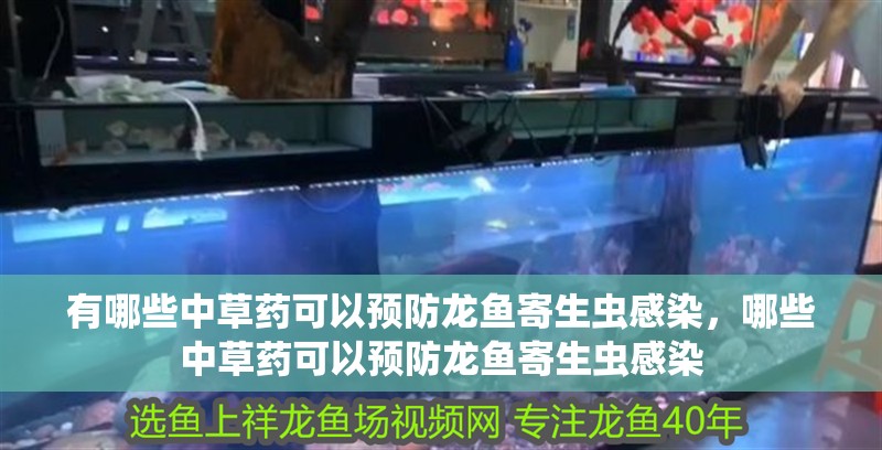 有哪些中草藥可以預防龍魚寄生蟲感染，哪些中草藥可以預防龍魚寄生蟲感染