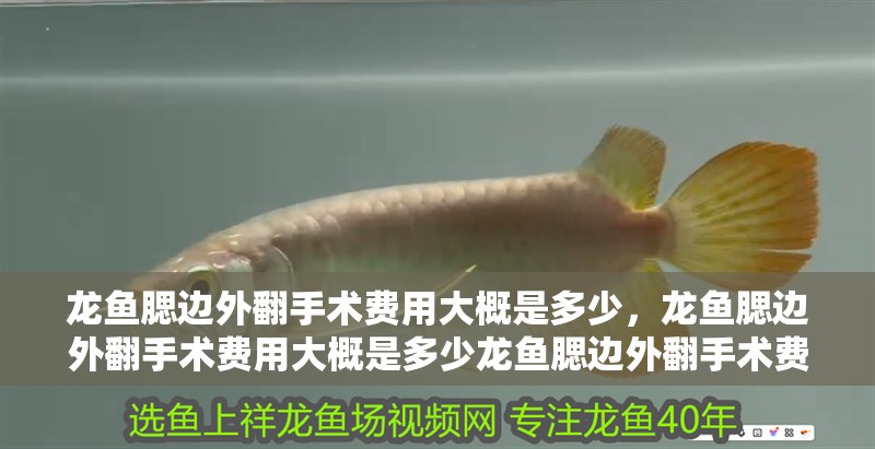 龍魚腮邊外翻手術費用大概是多少,龍魚腮邊外翻手術費用大概是多少龍魚腮邊外翻手術費用大概多少