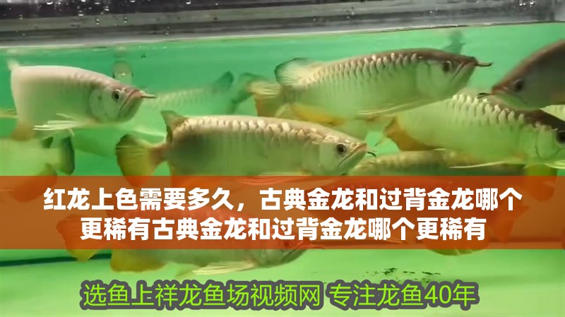 紅龍上色需要多久，古典金龍和過背金龍哪個更稀有古典金龍和過背金龍哪個更稀有