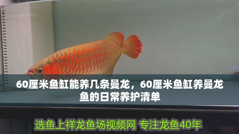 60厘米魚缸能養(yǎng)幾條曼龍，60厘米魚缸養(yǎng)曼龍魚的日常養(yǎng)護(hù)清單