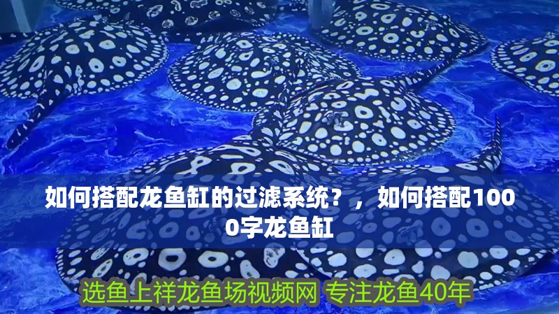 如何搭配龍魚缸的過濾系統？，如何搭配1000字龍魚缸