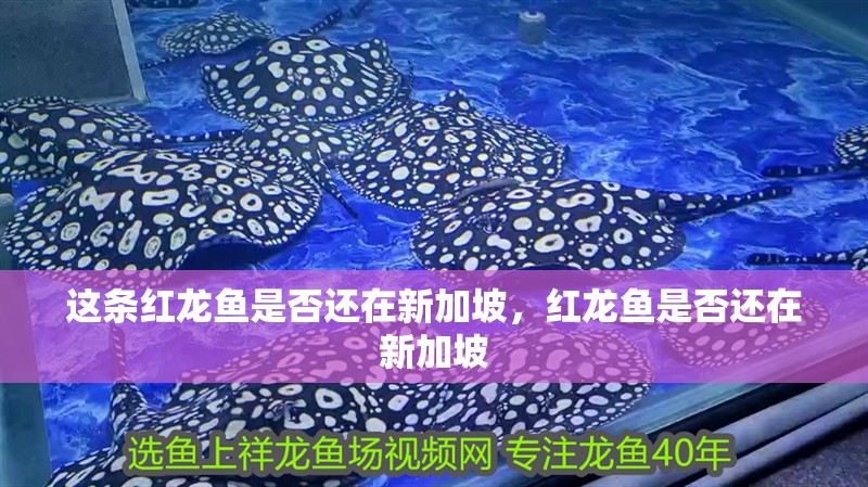 這條紅龍魚是否還在新加坡，紅龍魚是否還在新加坡