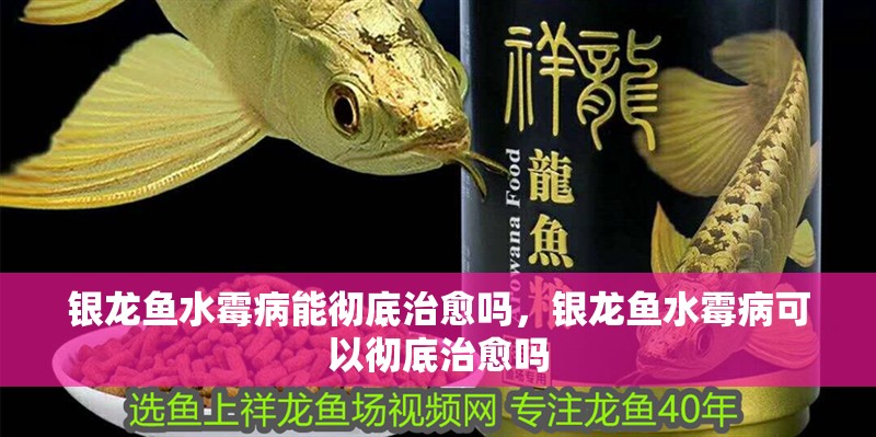 銀龍魚水霉病能徹底治愈嗎，銀龍魚水霉病可以徹底治愈嗎