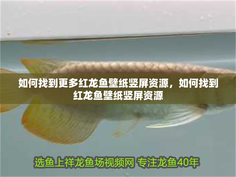 如何找到更多紅龍魚(yú)壁紙豎屏資源，如何找到紅龍魚(yú)壁紙豎屏資源