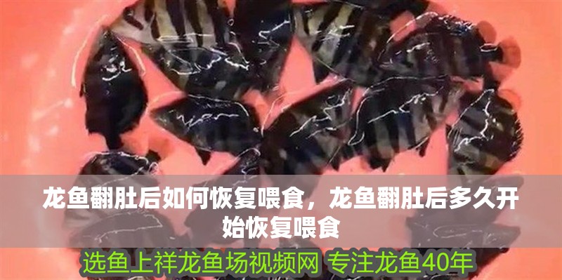 龍魚翻肚后如何恢復(fù)喂食，龍魚翻肚后多久開始恢復(fù)喂食