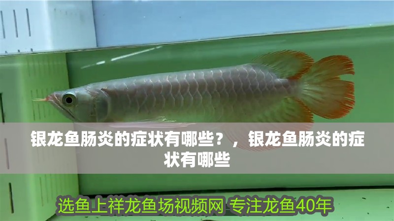 銀龍魚腸炎的癥狀有哪些?,銀龍魚腸炎的癥狀有哪些