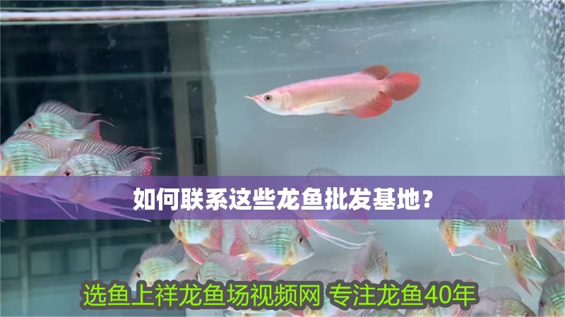 如何聯系這些龍魚批發基地？