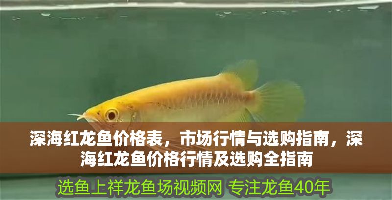 深海紅龍魚價格表，市場行情與選購指南，深海紅龍魚價格行情及選購全指南