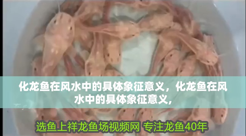 化龍魚在風水中的具體象征意義，化龍魚在風水中的具體象征意義,