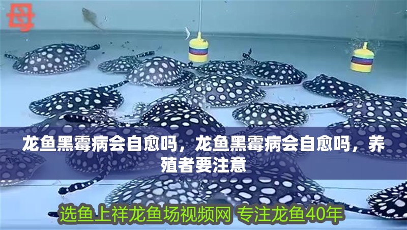 龍魚黑霉病會自愈嗎，龍魚黑霉病會自愈嗎，養殖者要注意
