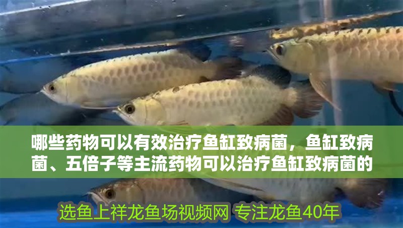 哪些藥物可以有效治療魚缸致病菌，魚缸致病菌、五倍子等主流藥物可以治療魚缸致病菌的完整藥物清單