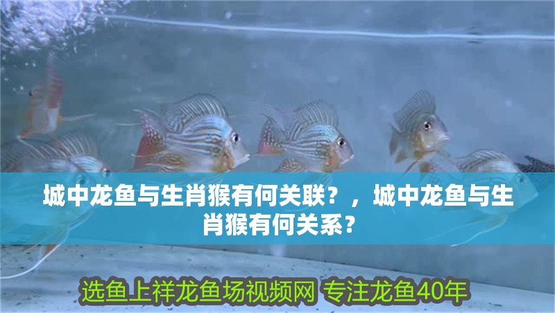 城中龍魚與生肖猴有何關聯？，城中龍魚與生肖猴有何關系？