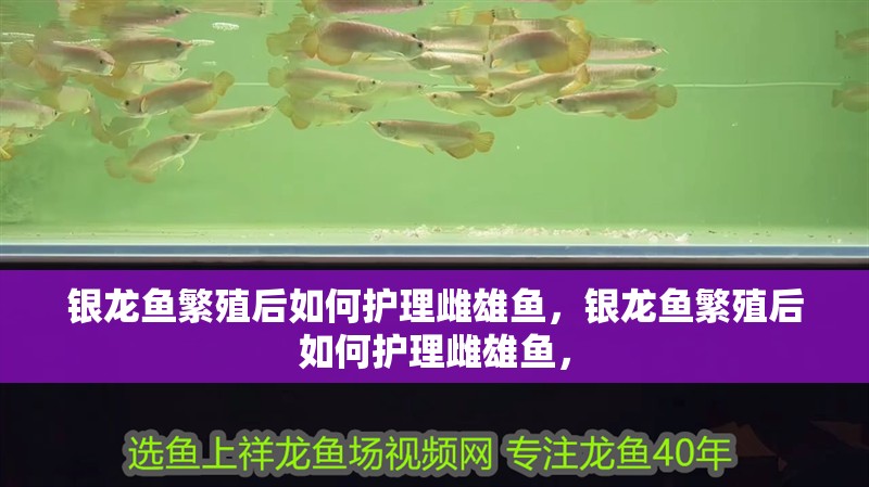 銀龍魚繁殖后如何護理雌雄魚，銀龍魚繁殖后如何護理雌雄魚，