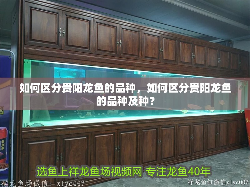 如何區(qū)分貴陽龍魚的品種，如何區(qū)分貴陽龍魚的品種及種？