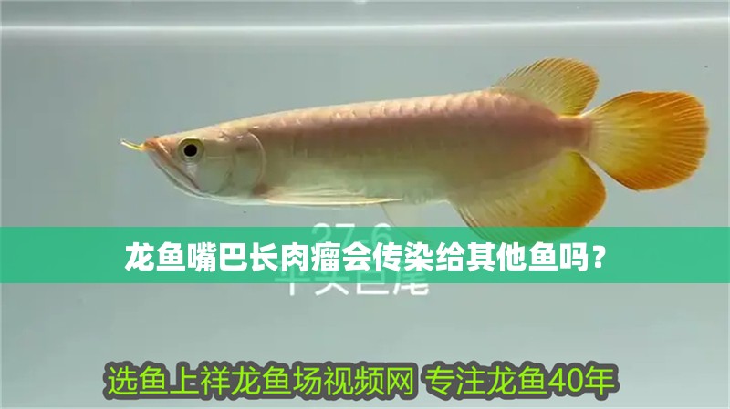 龍魚嘴巴長肉瘤會(huì)傳染給其他魚嗎？