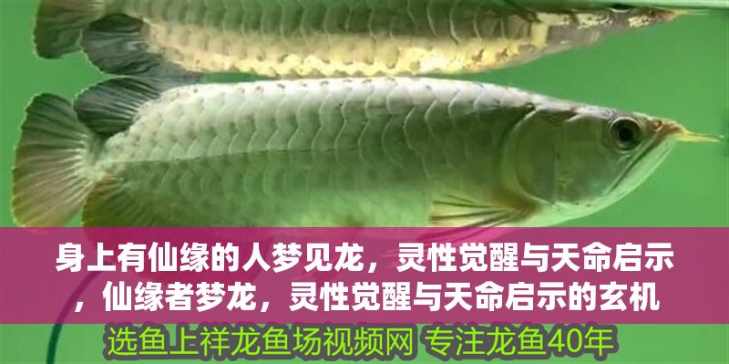 身上有仙緣的人夢(mèng)見(jiàn)龍，靈性覺(jué)醒與天命啟示，仙緣者夢(mèng)龍，靈性覺(jué)醒與天命啟示的玄機(jī)