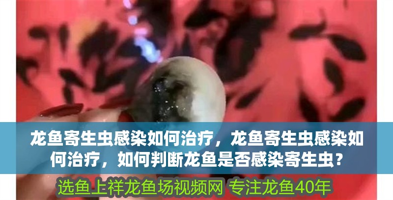 龍魚寄生蟲感染如何治療，龍魚寄生蟲感染如何治療，如何判斷龍魚是否感染寄生蟲？